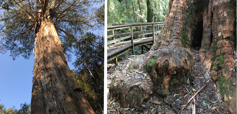 The Ada Tree, Victoria