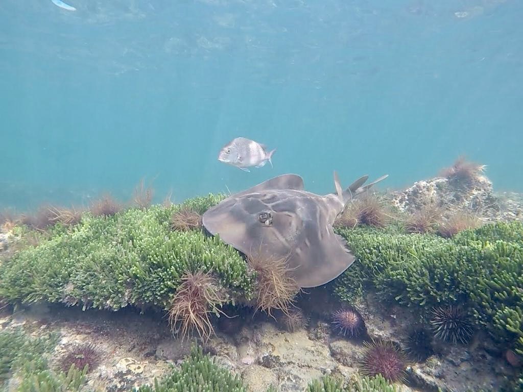 Snorkelling at Ricketts Point Marine Sanctuary 