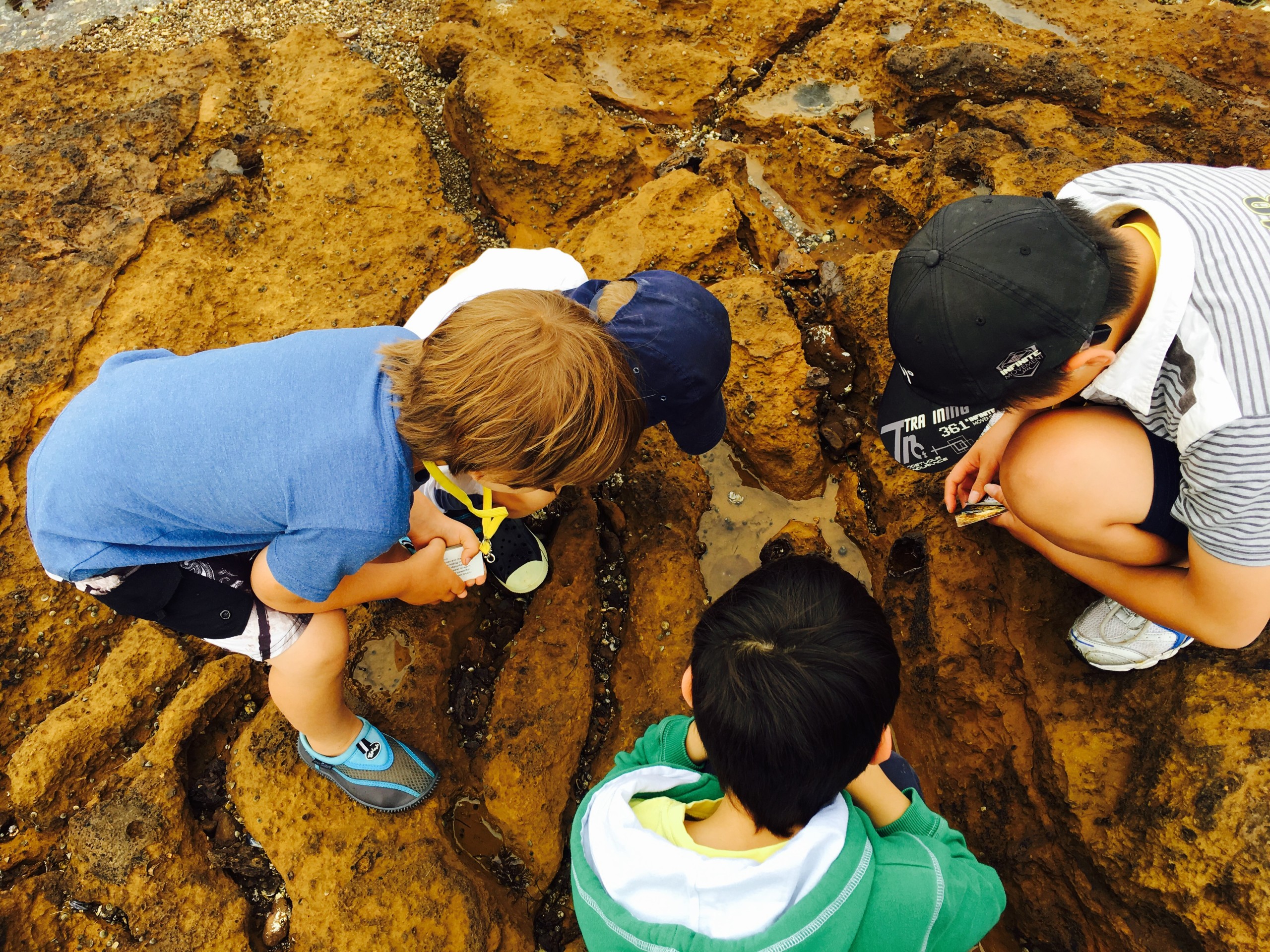 Rockpooling with kids in Melbourne 