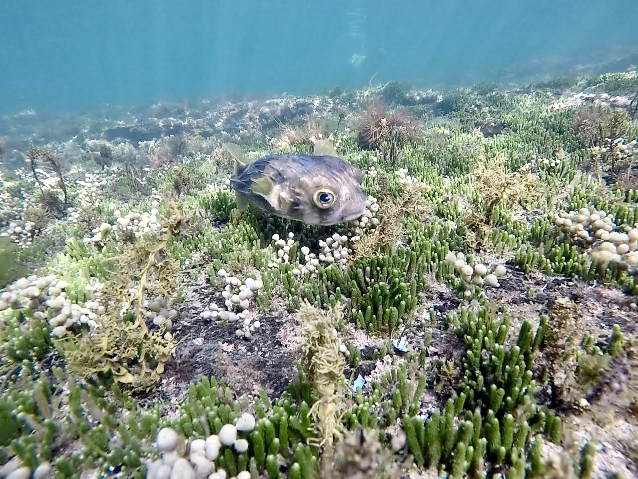 Rockpooling with kids Melbourne 