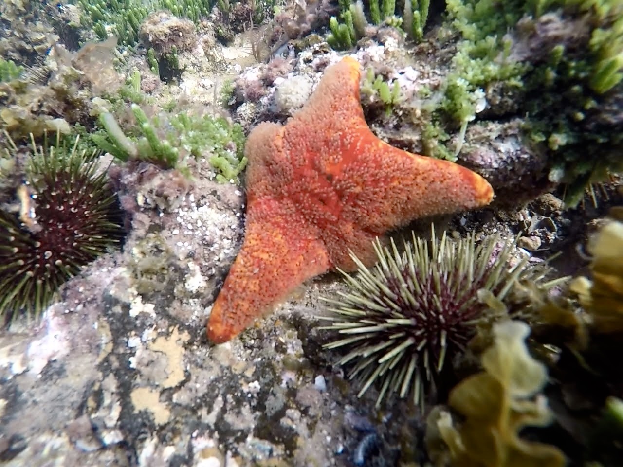 Rockpooling with kids Melbourne 