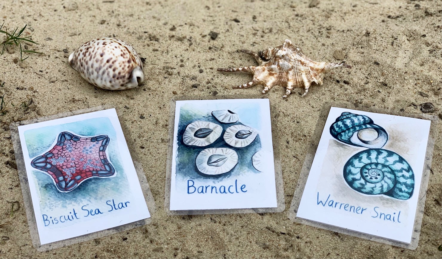 Rockpool ramble ID cards