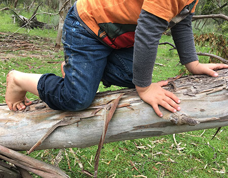 Bush Playgroups - Currawong Park