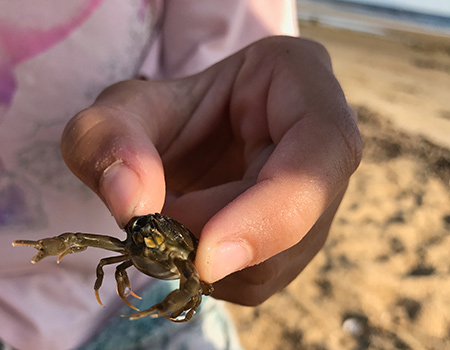 Ricketts Point Beach Playgroups