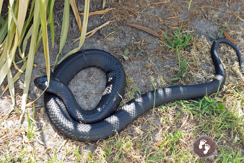 Snake Safety in the Bush with Kids – Eco Explorers