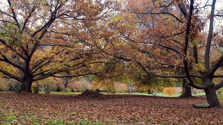 Banksia Park Bulleen