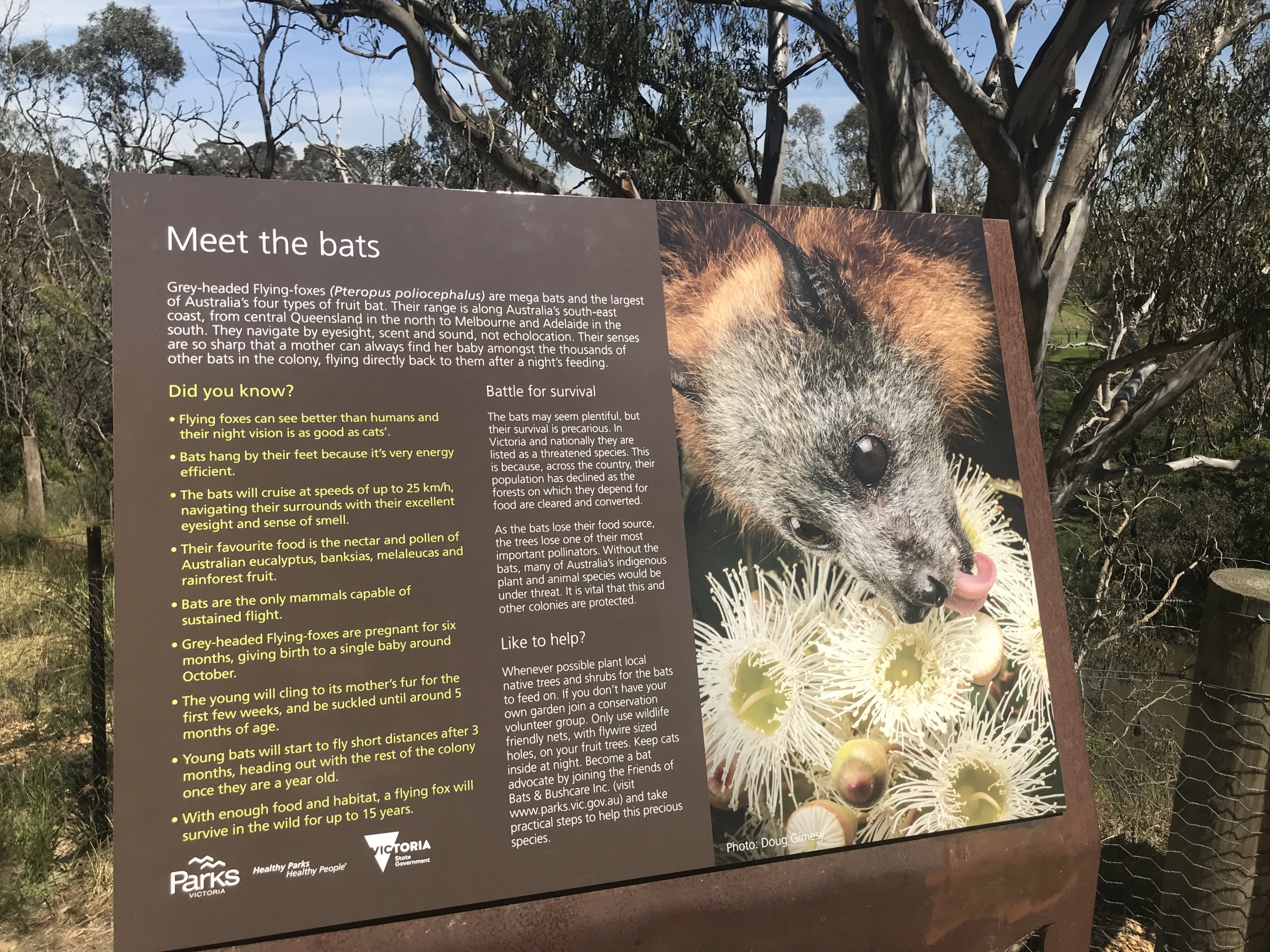 Grey headed flying fox colony at Bellbird Picnic Area 