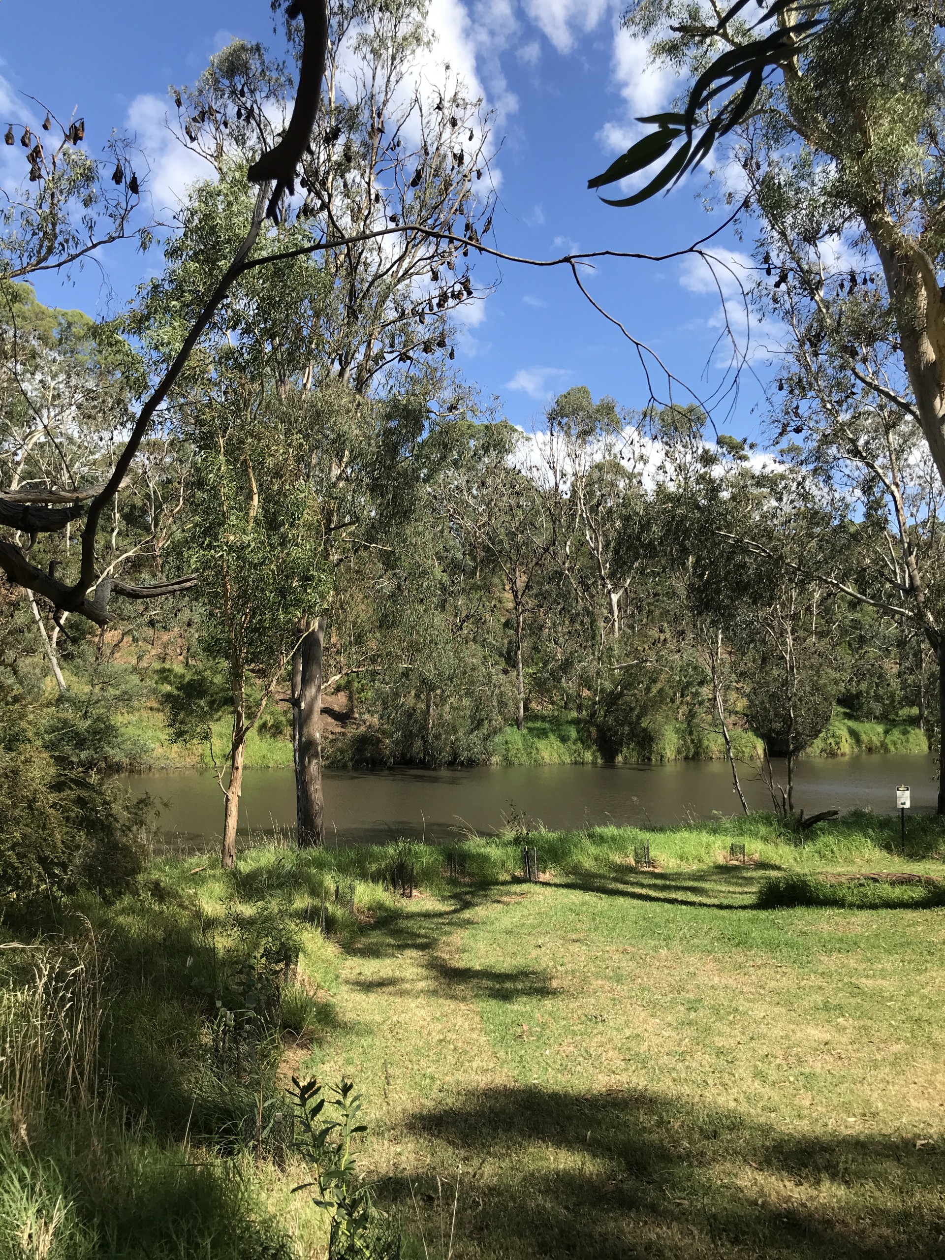 Grey headed flying foxes at Yarra Bend Park 