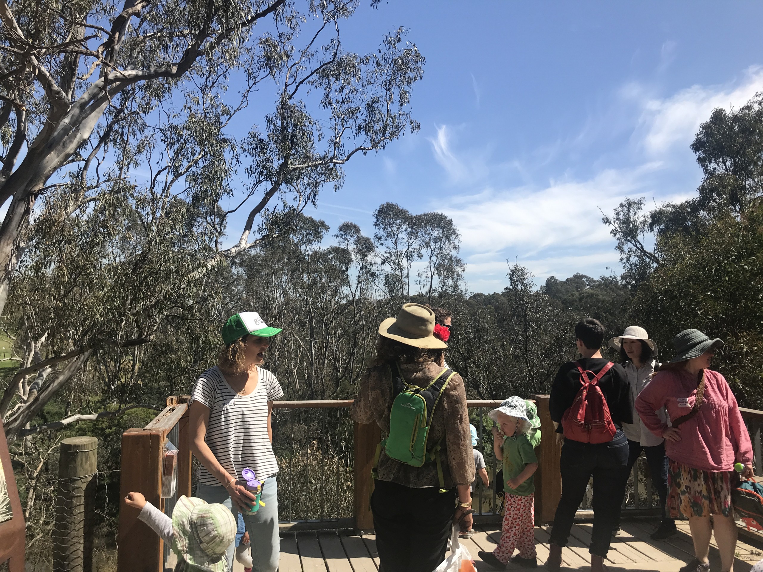 Grey headed fox colony lookout at Bellbird Picnic Area