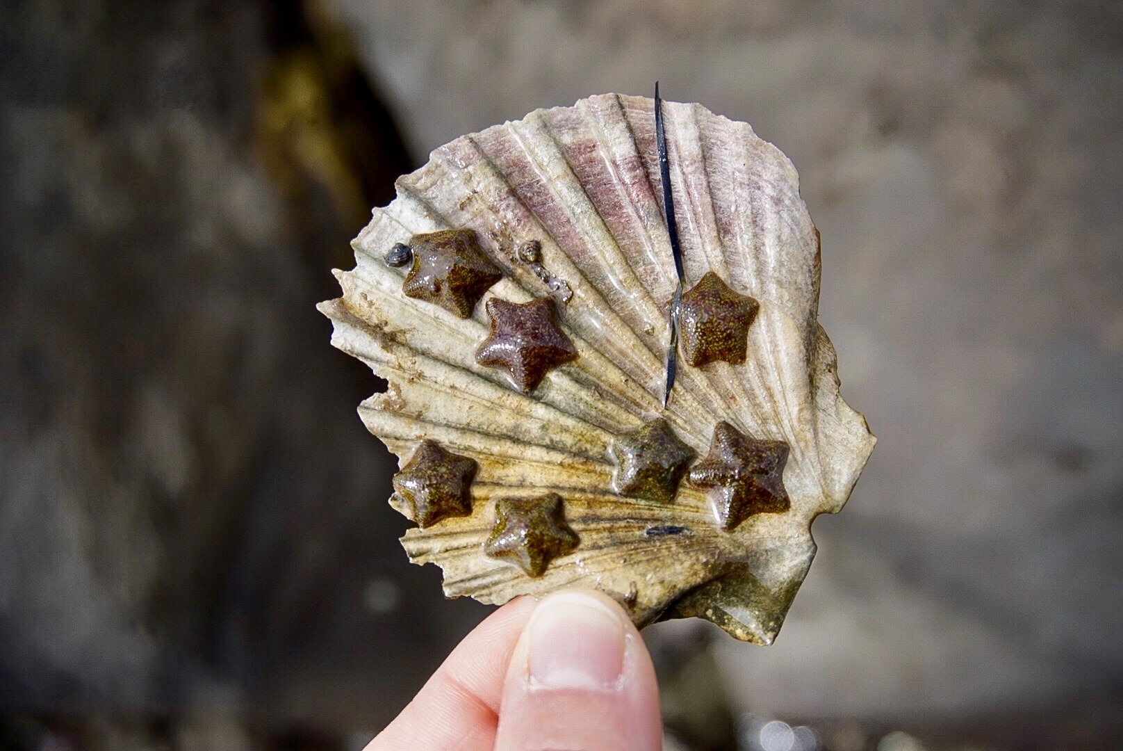 Rockpooling with kids