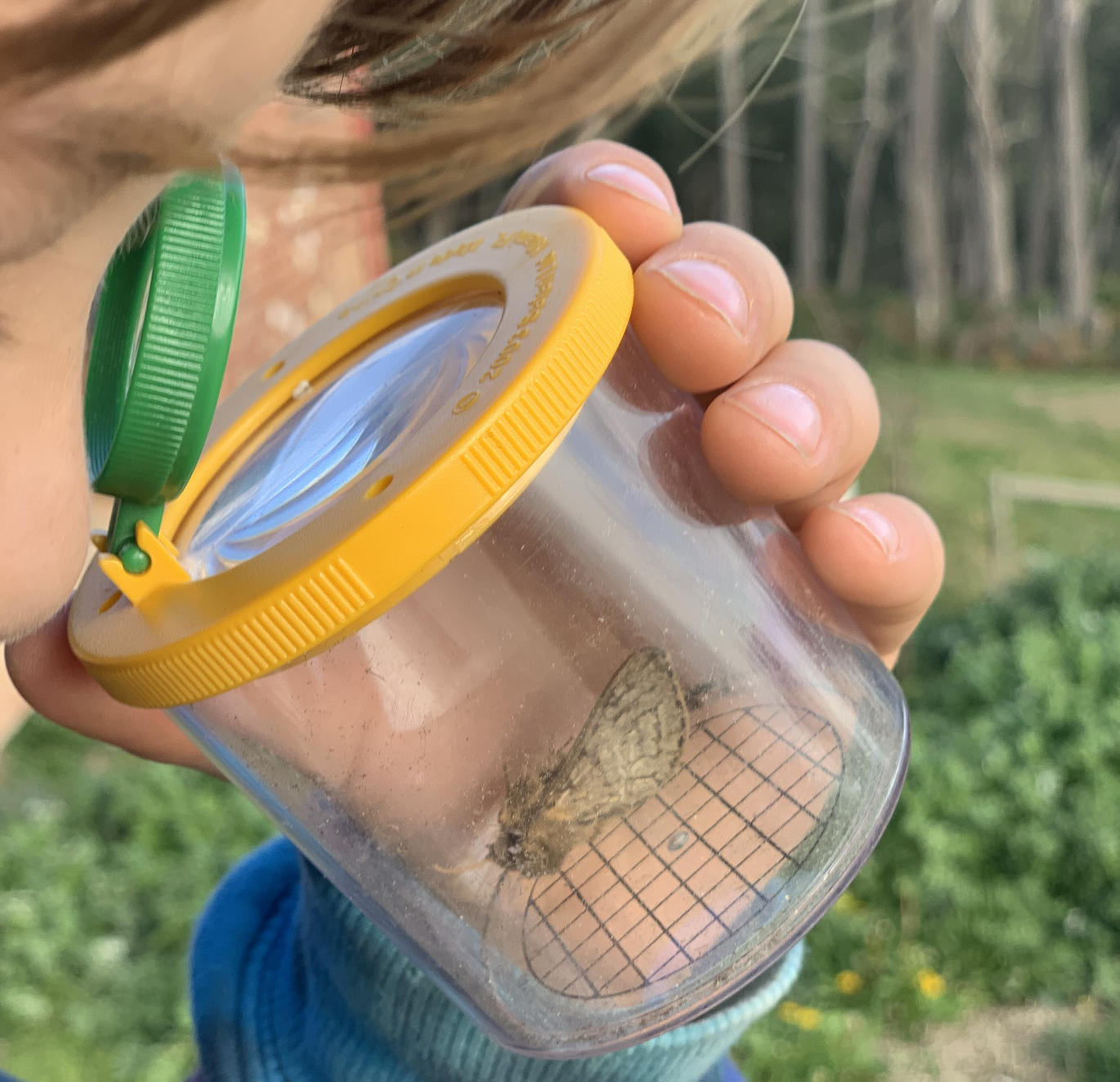 Bug Catcher - Eco Explorers