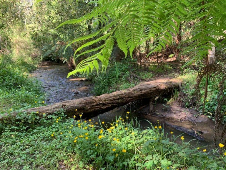 Bush Kindy Kids 3+ Dandenong Ranges Mondays Eco Explorers