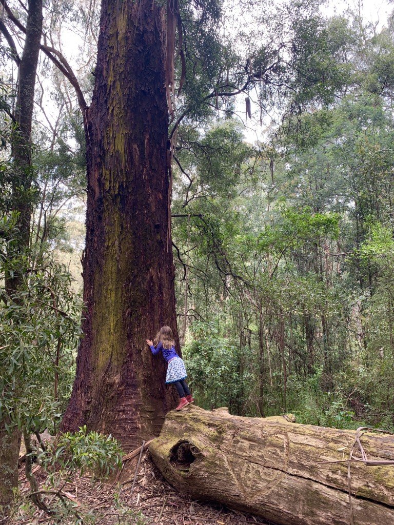 Bush Kindy Kids Dandenong Ranges Mondays AM Eco Explorers