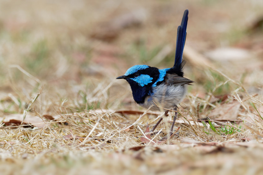 Superb Fairy wren