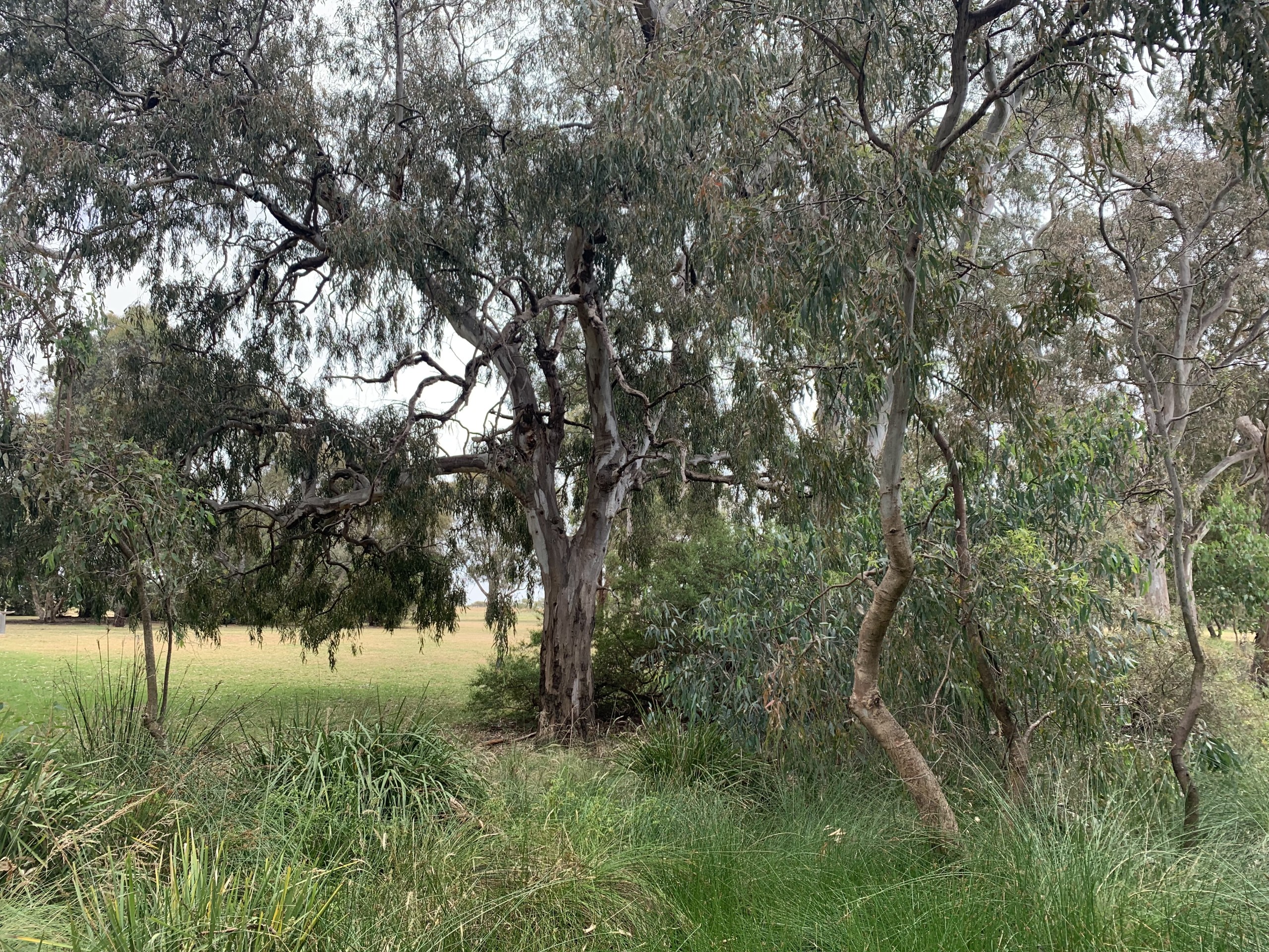 Royal Park nature play 