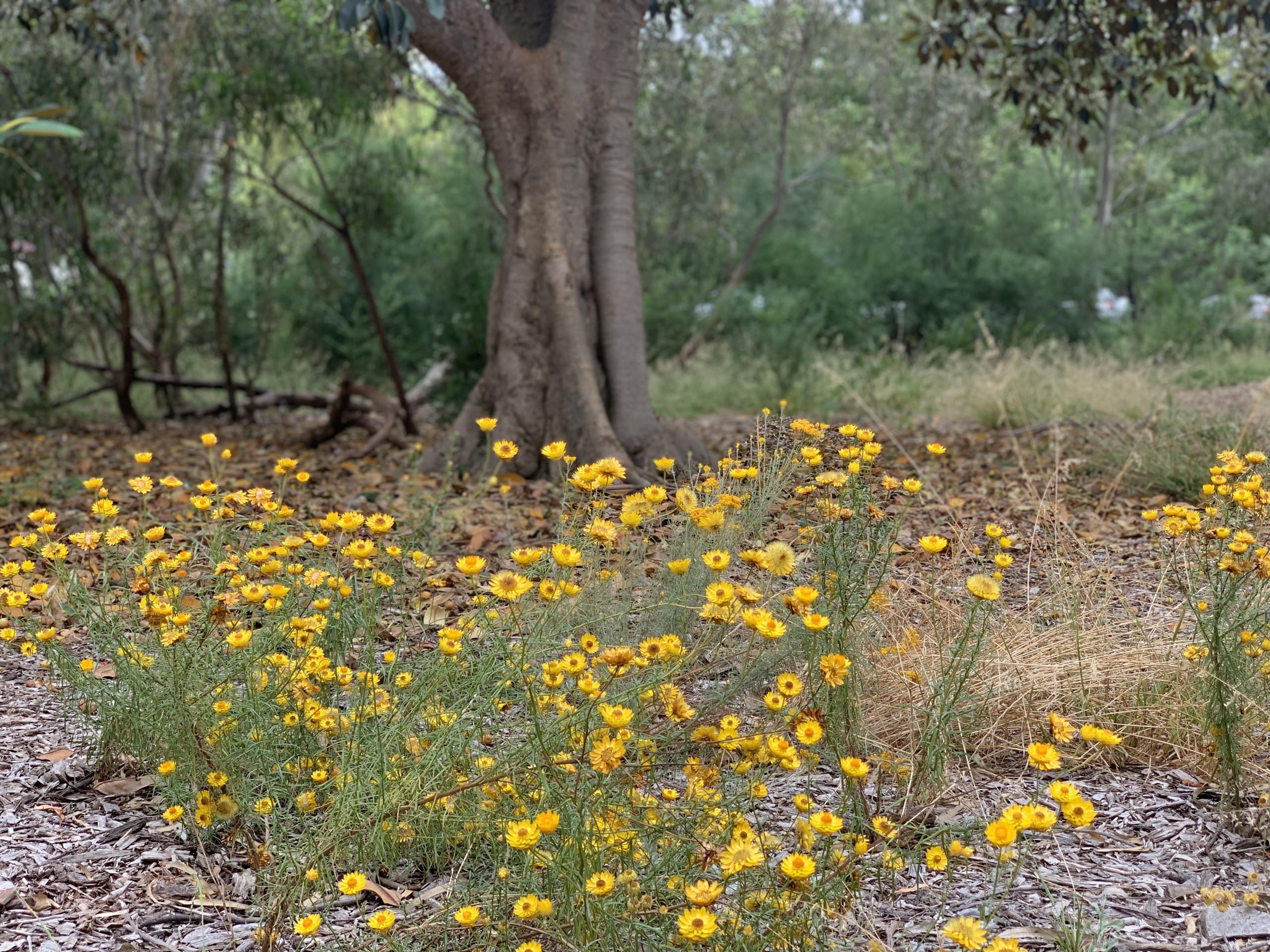 Nature parks with kids Royal park