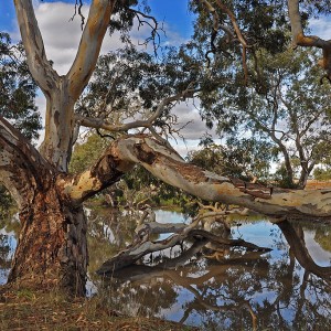 Melton Botanic Garden