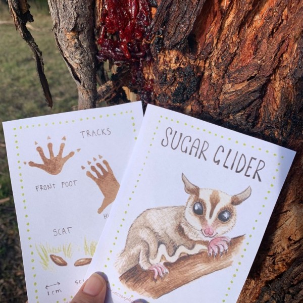 Sugar Glider tracks scats printable