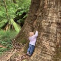 Connecting to trees and why it’s important for all ages
