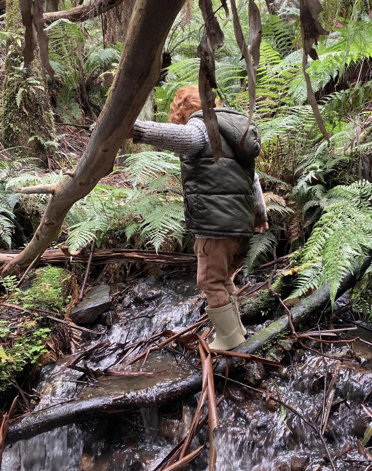 Bush Walk & Explore Sherbrooke Forest, Dandenong Ranges Eco Explorers