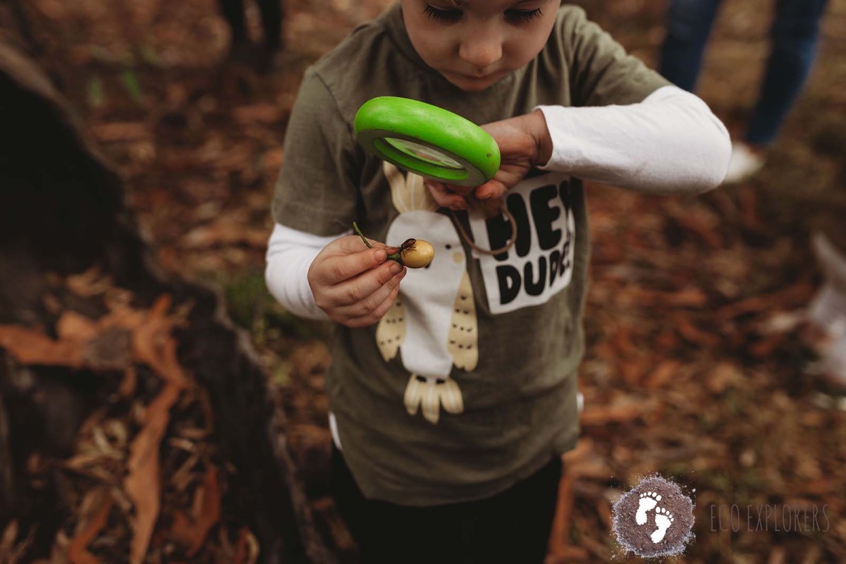 Keilor East Bush Play ~ Fungi, Fire & Forest Nature Play! - Image 2