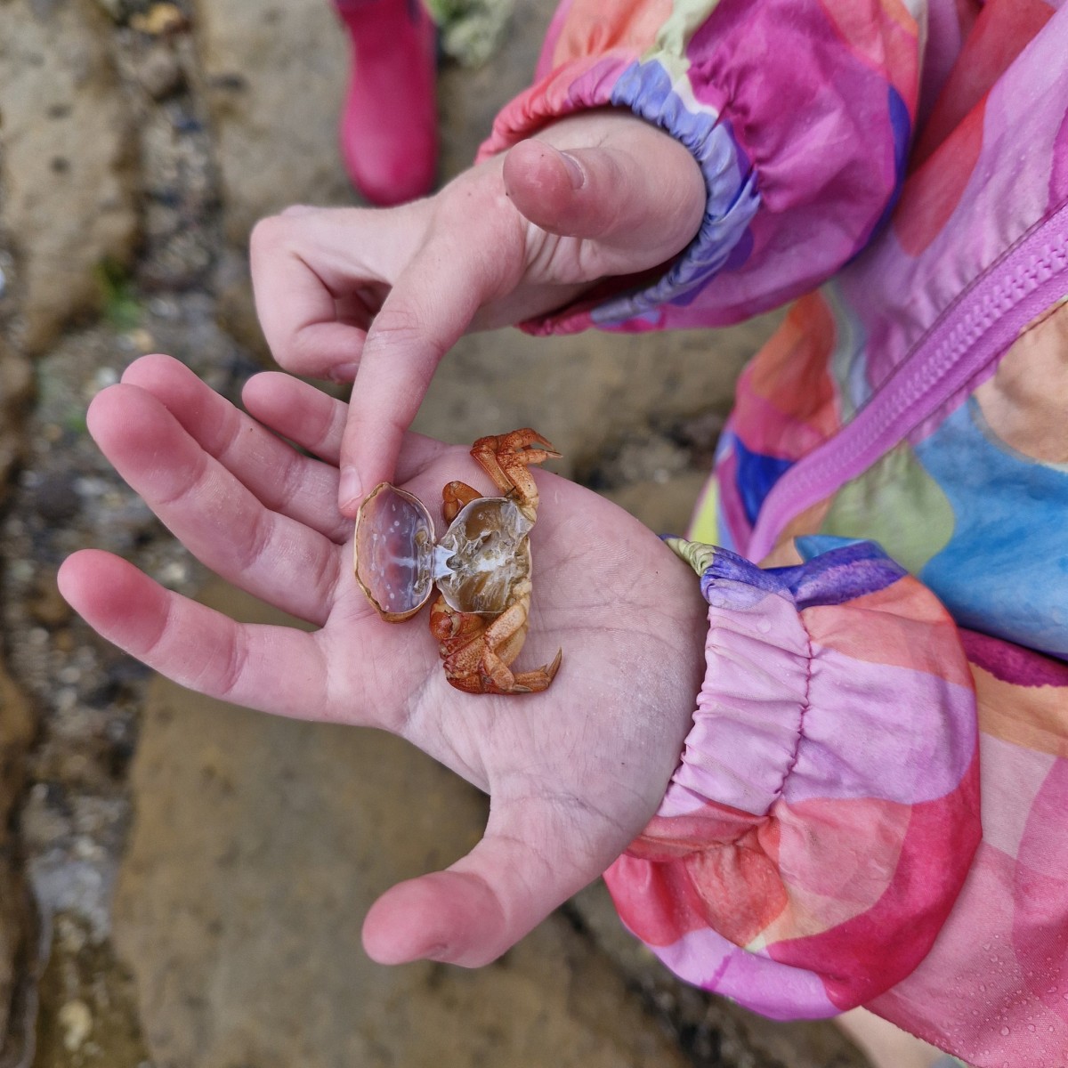 Mushroom Reef Sanctuary (15th April) ~ Rockpools & Sea Creatures