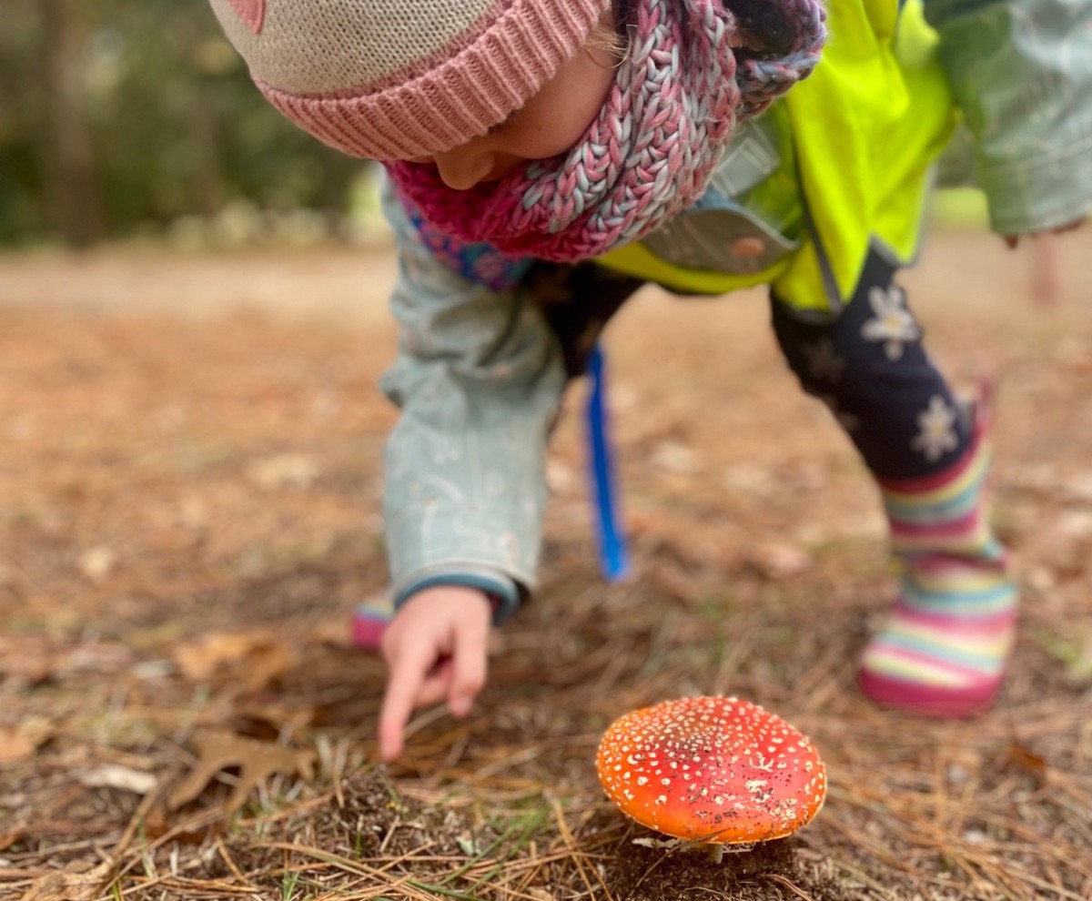 Dandenong Ranges ~ Bush Walk & Explore Fungi!